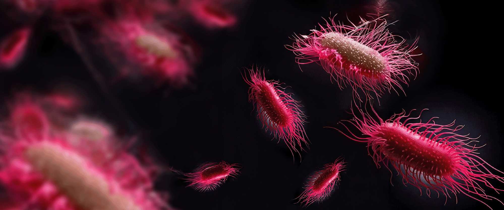 Real-Rime PCR for Salmonella